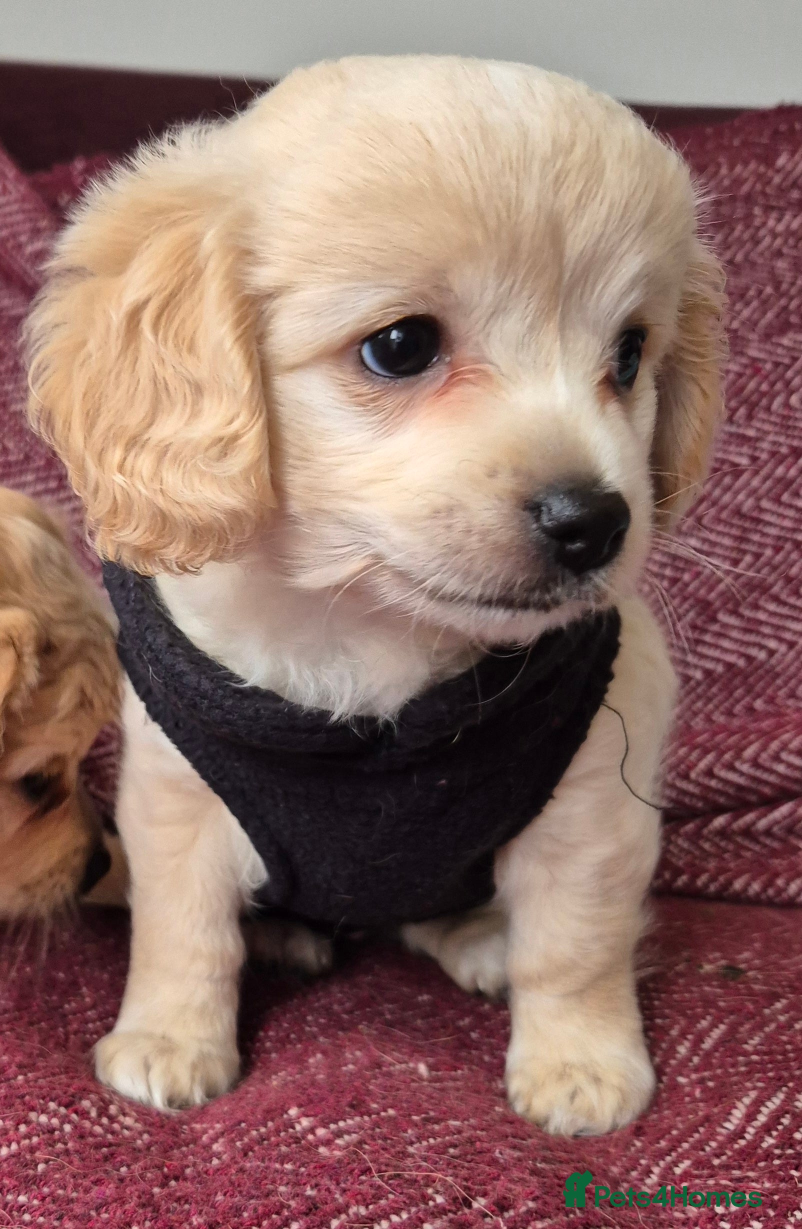 Mixed Breed dogs F1 Cockapoo and Maltipoo hybrid - Advert 1