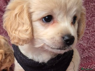 Mixed Breed dogs F1 Cockapoo and Maltipoo hybrid - Advert 5