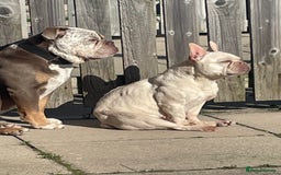 Dorset Olde Tyme Bulldogge dogs for stud: Brock - Image 8