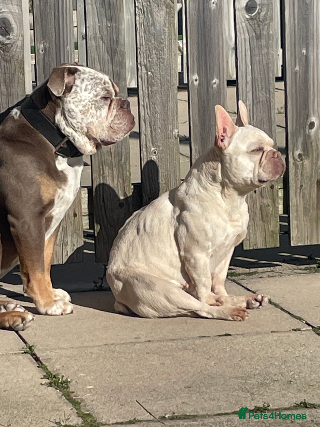Dorset Olde Tyme Bulldogge dogs for stud: Brock - Image 8