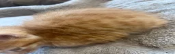 Mixed Breed cats for sale: Stunning 8 week Old Mix Breed kittens - Advert 25