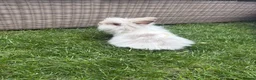 Lionhead rabbits for sale: Angora/lionhead rabbit  - Advert 9