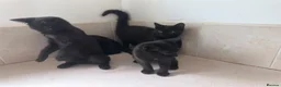 Domestic Shorthair cats for sale: Black Kittens For Sale  - Advert 8