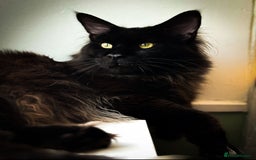 Maine Coon cats for sale: KING-SIZE MAINE COON CUBS HEALTH TESTED - Image 14