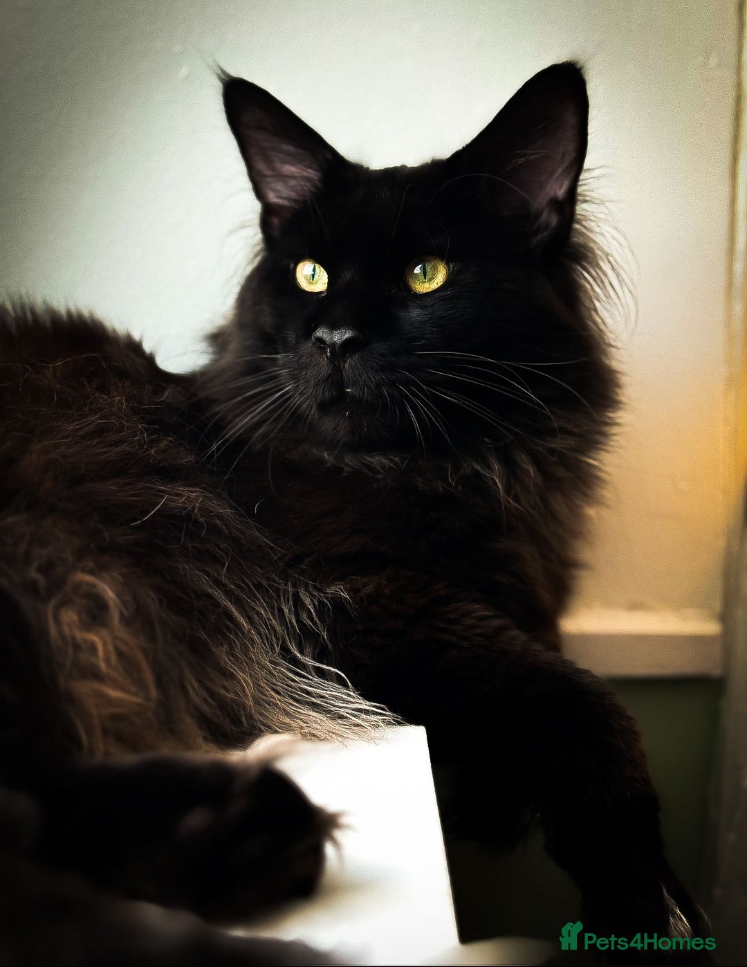Maine Coon cats for sale: KING-SIZE MAINE COON CUBS HEALTH TESTED - Image 14