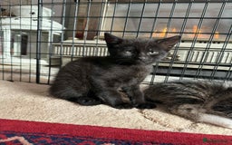 Mixed Breed cats for sale: 4 male kittens  - Image 2