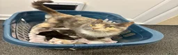 Mixed Breed cats for sale: Beautiful kittens  in Axbridge - Advert 2