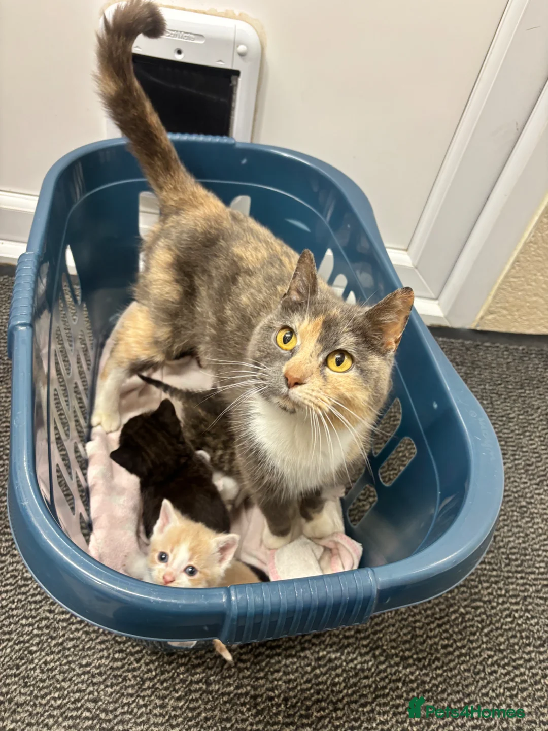 Mixed Breed cats for sale: Beautiful kittens  in Axbridge - Advert 2