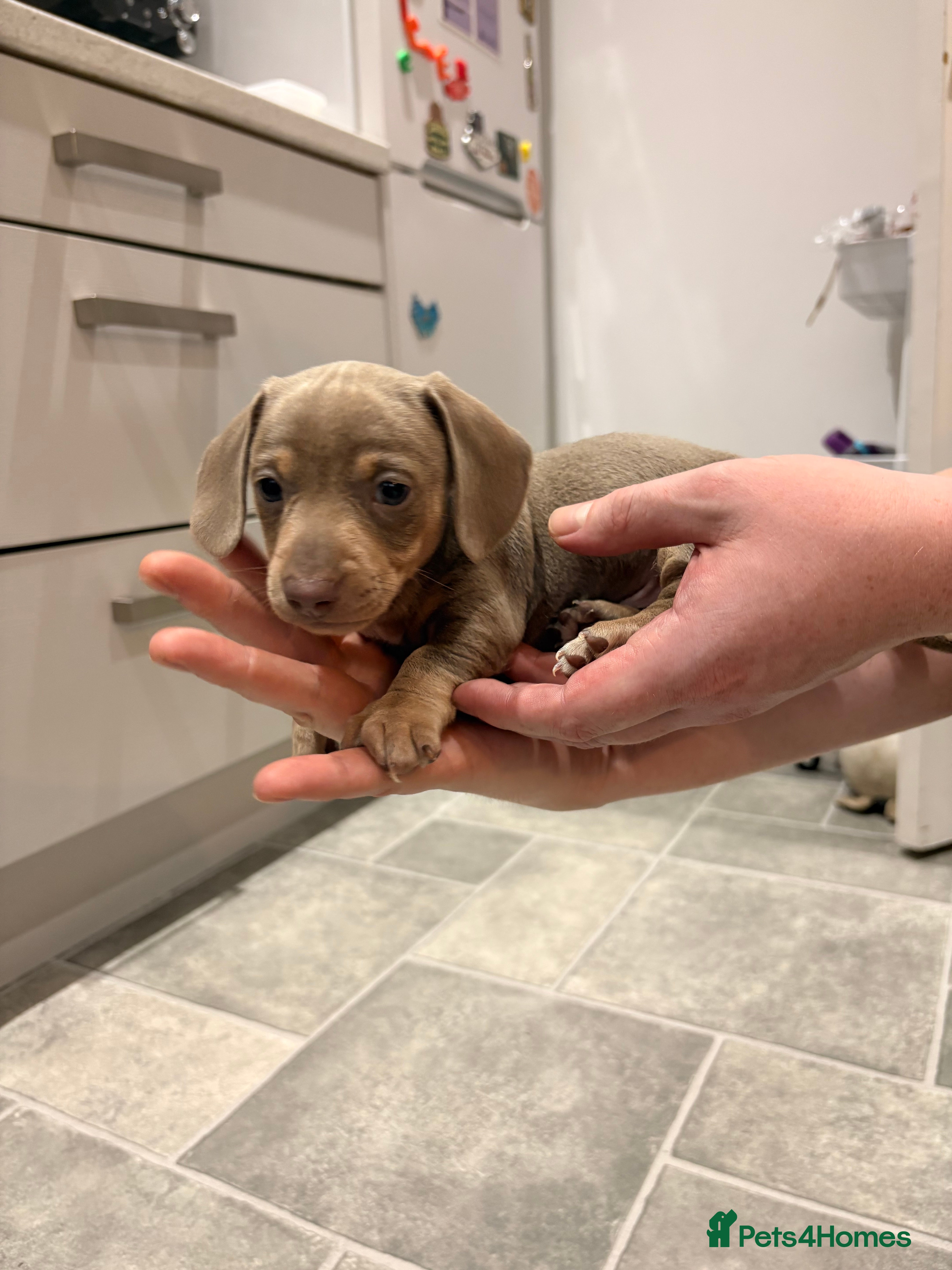 Miniature Dachshund dogs Last boy of a Isabella miniature daschund litter - Advert 3