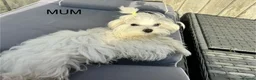 Maltipoo dogs for sale: Exquisite F1 Maltipoo Puppies in Chislehurst - Advert 2