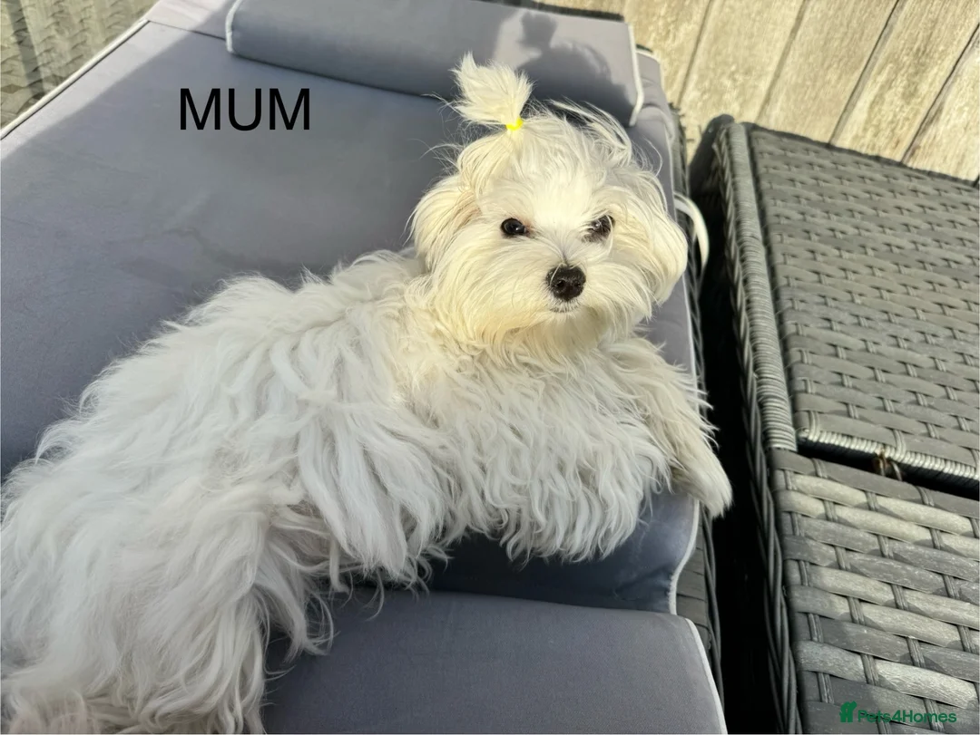 Maltipoo dogs for sale: Exquisite F1 Maltipoo Puppies in Chislehurst - Advert 2