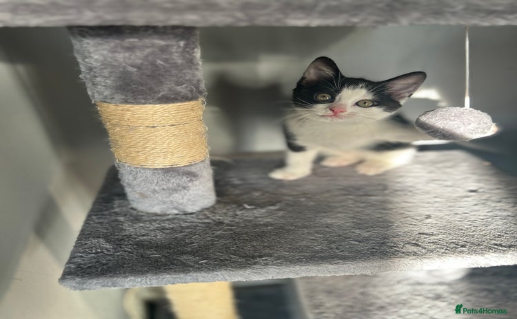 Mixed Breed cats - Advert 11