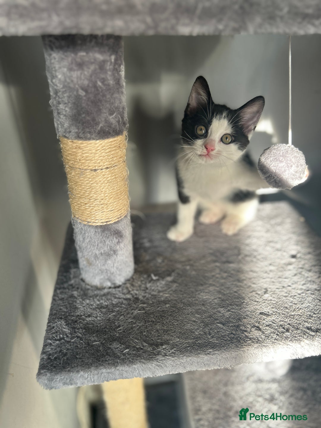 Mixed Breed cats for sale: Female kitten (Mabel) - Image 1