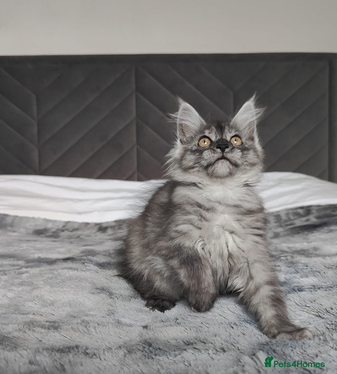 Maine Coon cats for sale: European Maine coon Kittens - Advert 12