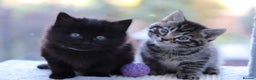 Mixed Breed cats for sale: Adorable Kittens - Advert 6