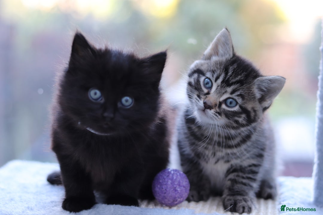 Mixed Breed cats for sale: Adorable Kittens - Advert 6