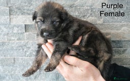 German Shepherd dogs for sale: German Shepherd Puppies - Image 9