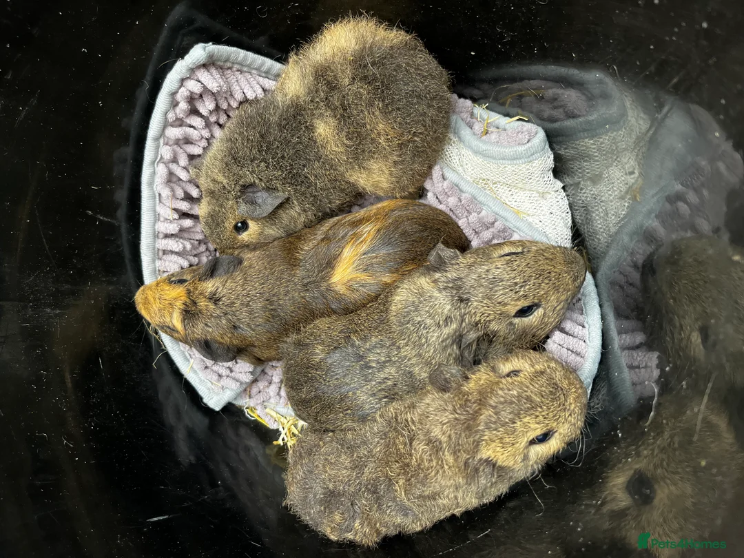 Guinea Pig rodents for sale: Bonded Boar (male) Guinea Pigs - Advert 6