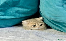 British Shorthair cats for sale: 🐾 Purebred BSH kittens🐾 - Image 6