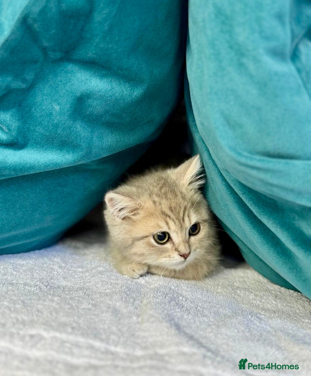 British Shorthair cats for sale: 🐾 Purebred BSH kittens🐾 - Image 6