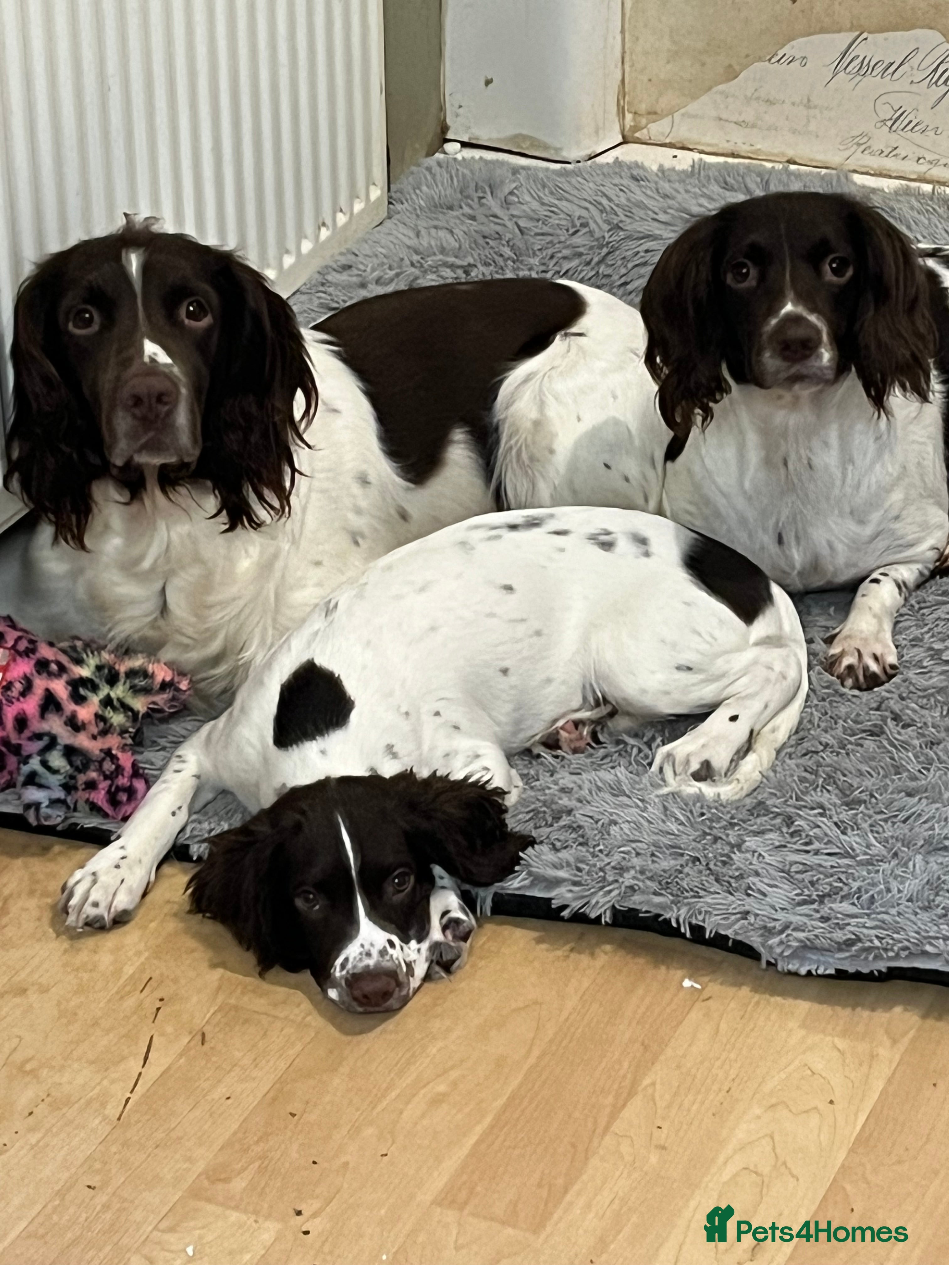 English Springer Spaniel dogs Female puppy  - Advert 1