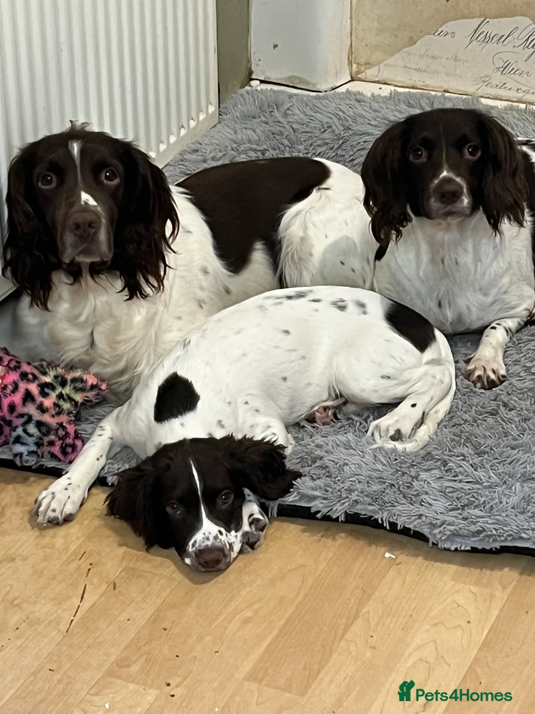 English Springer Spaniel dogs for sale: Female puppy  - Advert 1