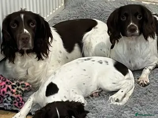 English Springer Spaniel dogs Female puppy - Advert 1
