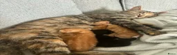 Mixed Breed cats for sale: Beautiful Domestic Shorthair Kittens in Catterick Garrison - Advert 2
