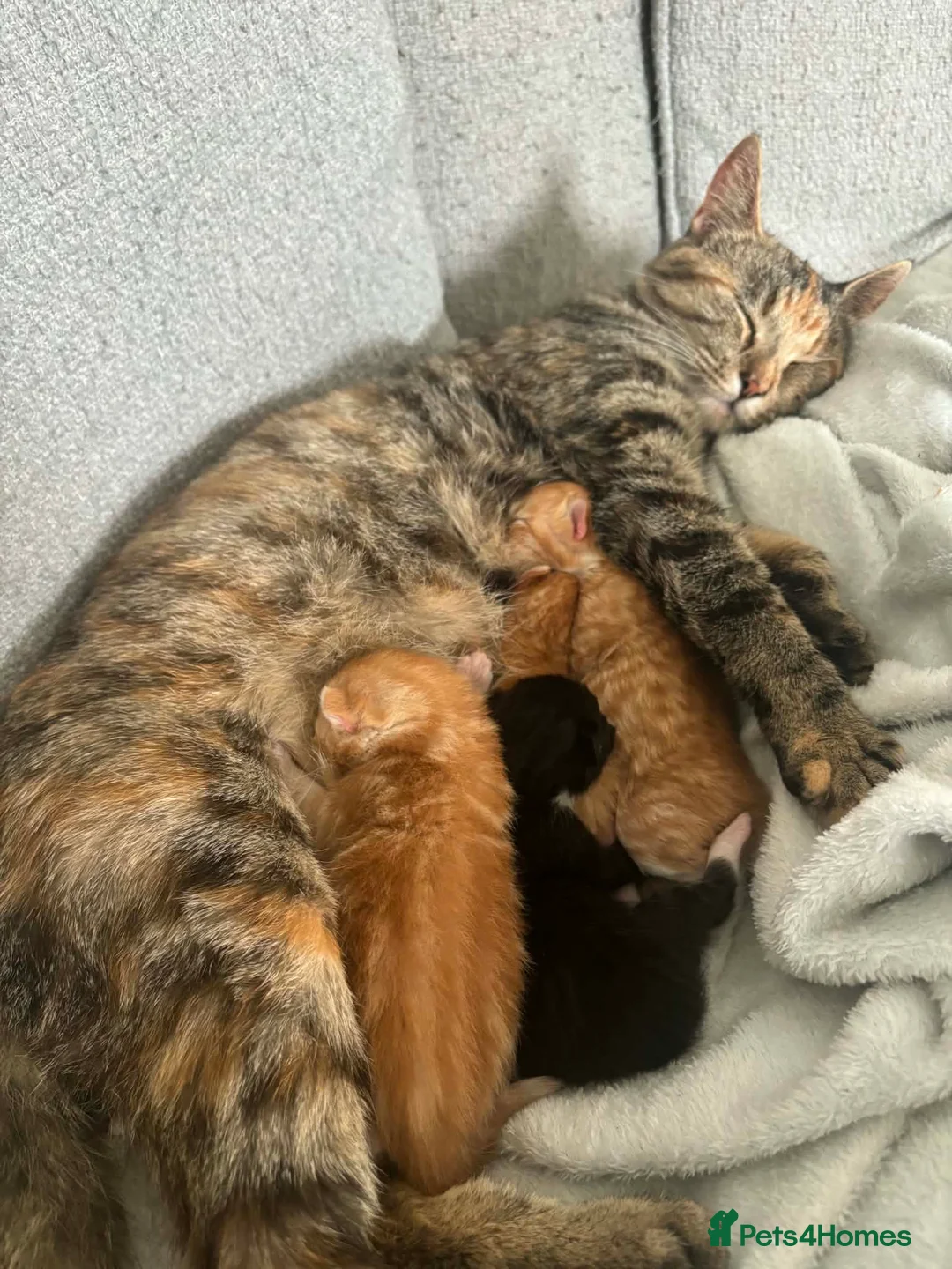 Mixed Breed cats for sale: Beautiful Domestic Shorthair Kittens in Catterick Garrison - Advert 2