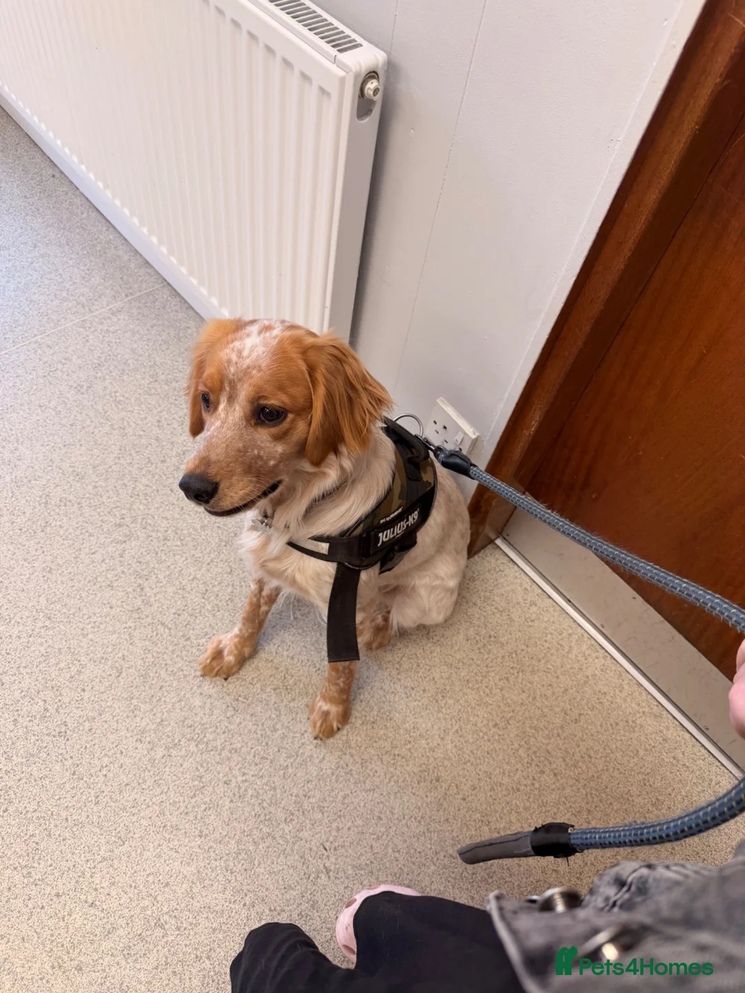 Cocker Spaniel dogs for stud: Beautiful Working Cocker Spaniel Stud Available - Advert 3
