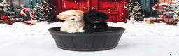 Poochon dogs for sale: Poochon puppies - Advert 1
