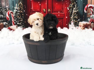 Poochon dogs Poochon puppies - Advert 3