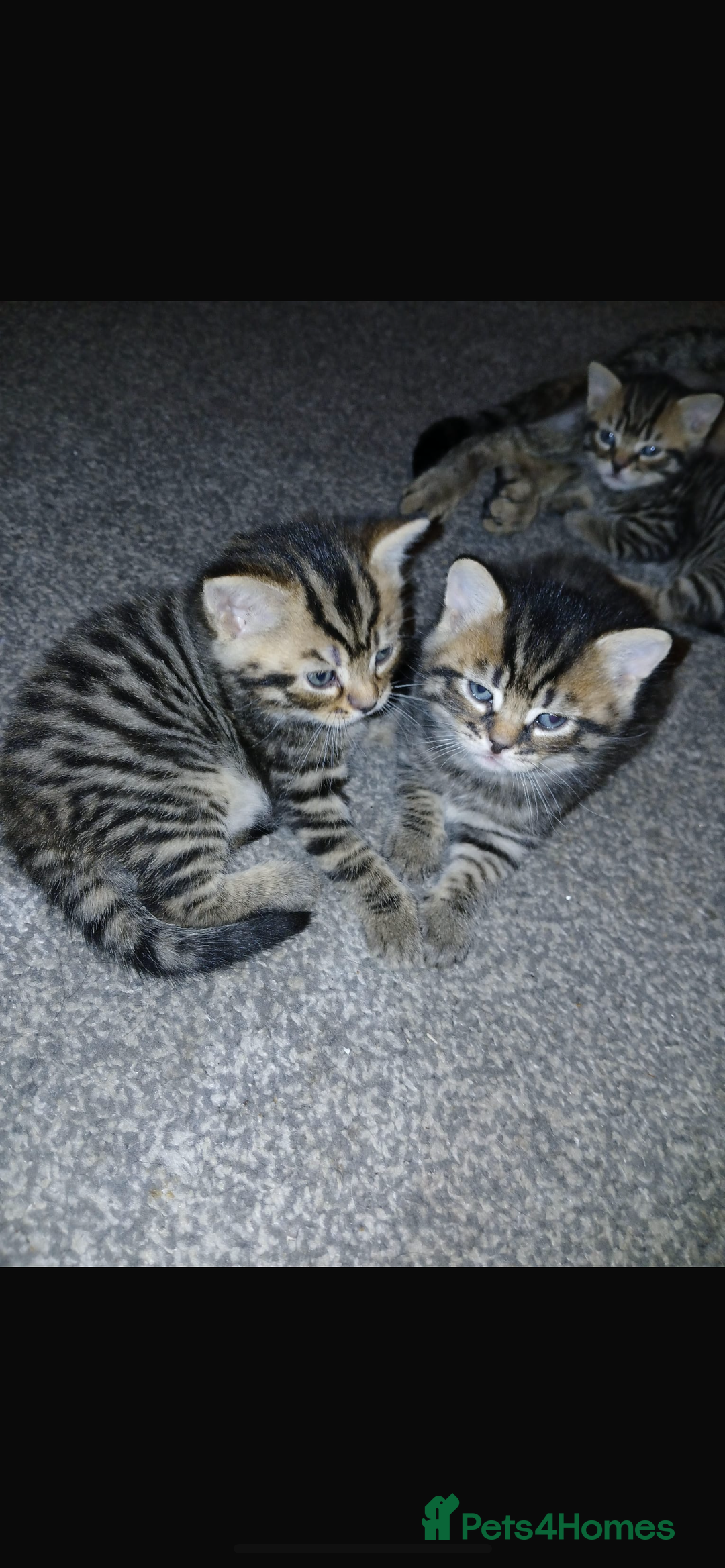 Mixed Breed cats for sale: 4 Beautiful Bears  - Advert 1