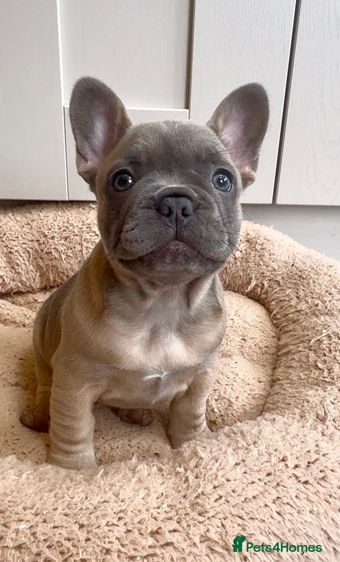 French Bulldog dogs Ready this Weekend 🐶  - Advert 5