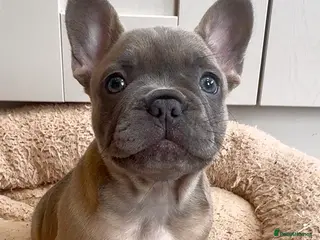 French Bulldog dogs Ready this Weekend 🐶 - Advert 5