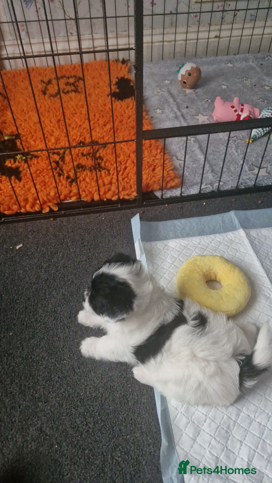 Mixed Breed dogs for sale: Stunning maltipoo x pug baby  - Advert 15