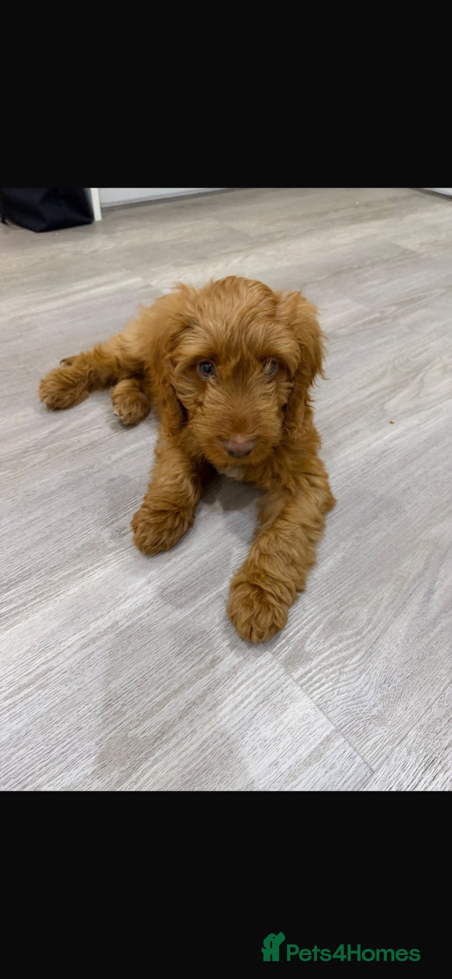 Cockapoo dogs for sale: Miniature cockapoo  - Advert 2