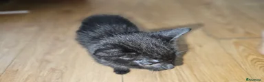 Mixed Breed 1