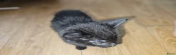 Mixed Breed cats for sale: Female kitten - Advert 2