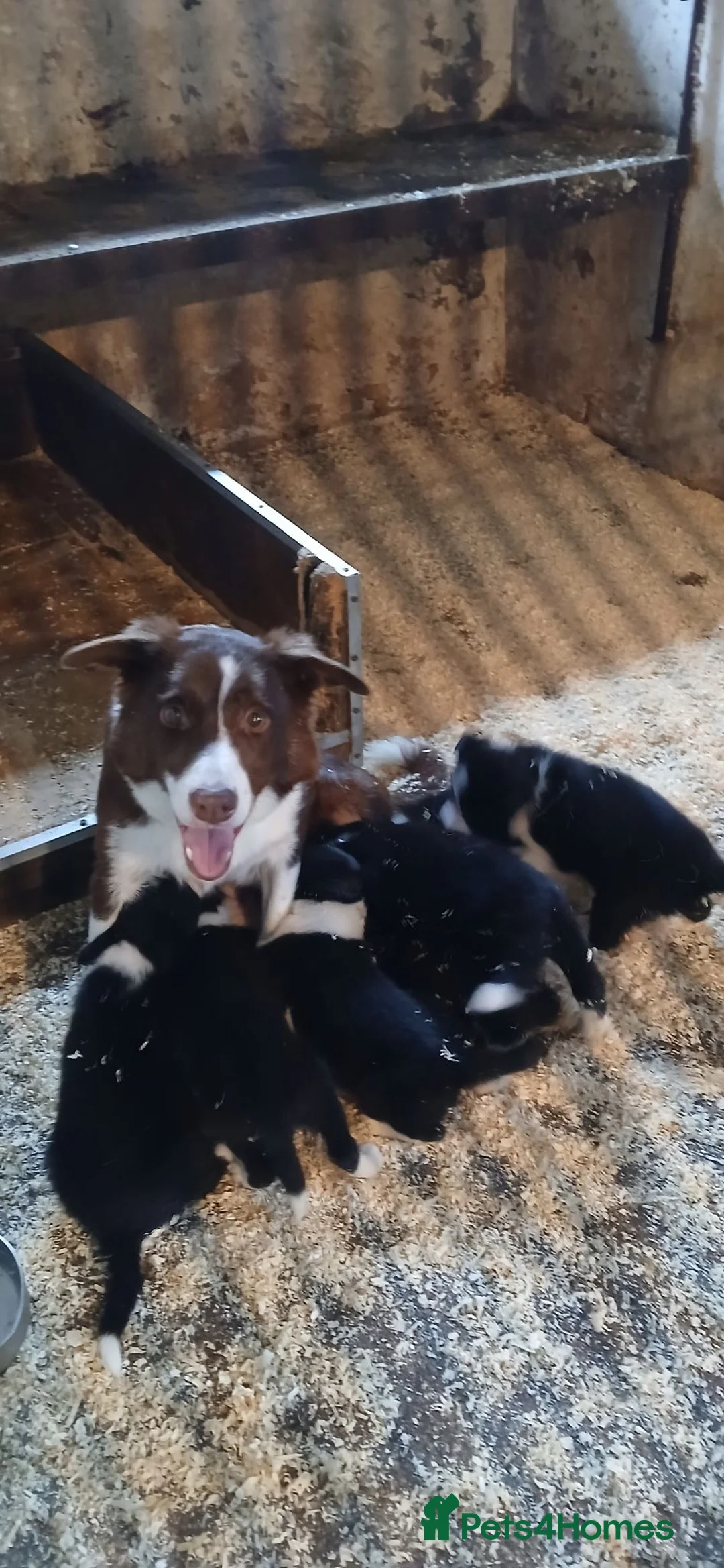 Border Collie dogs for sale: BORDER COLLIE PUPS in Glossop - Advert 1