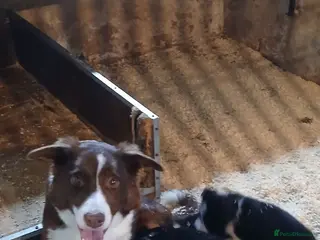 Border Collie dogs BORDER COLLIE PUPS - Advert 1
