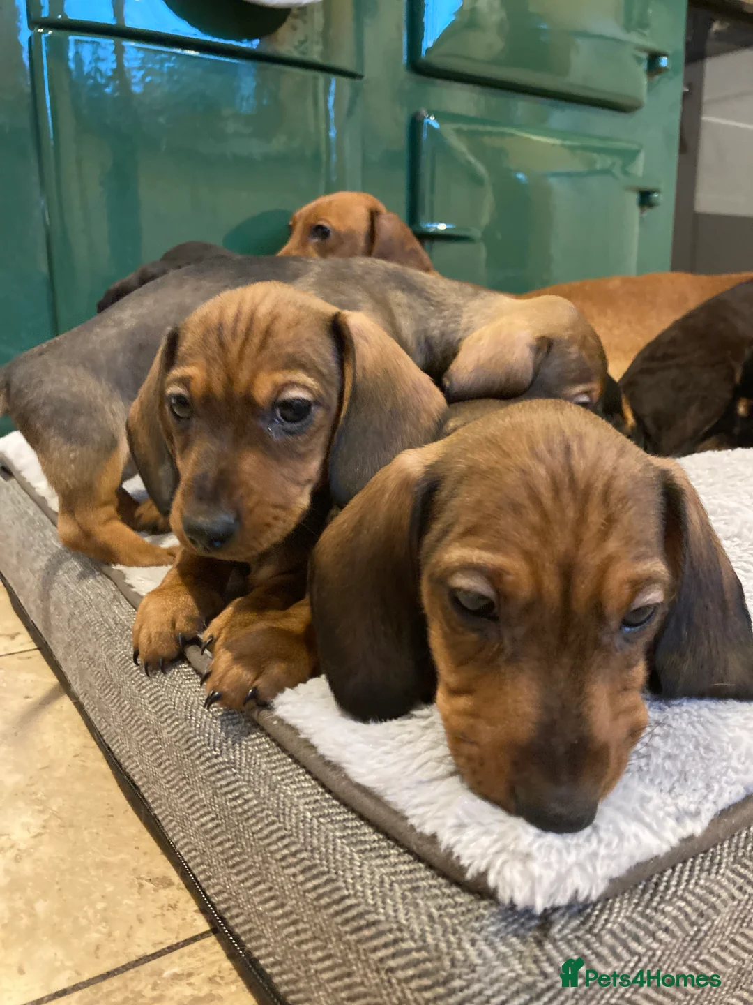 Miniature Dachshund dogs for sale: 2 shaded red mini dachshunds - Advert 2