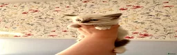 Ragdoll cats for sale: Remarkable Ragdolls  - Advert 6