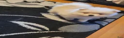Pomeranian dogs for sale: Pomeranian 6 weeks   - Advert 12