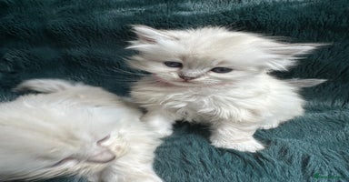 Mixed Breed cats - Advert 2