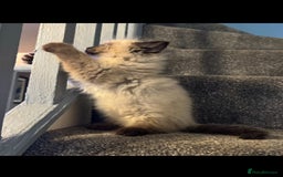 Ragdoll cats for sale: Three beautiful fluff balls!  - Image 5