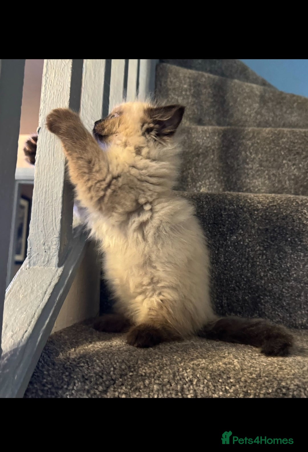 Ragdoll cats for sale: Three beautiful fluff balls!  - Image 5