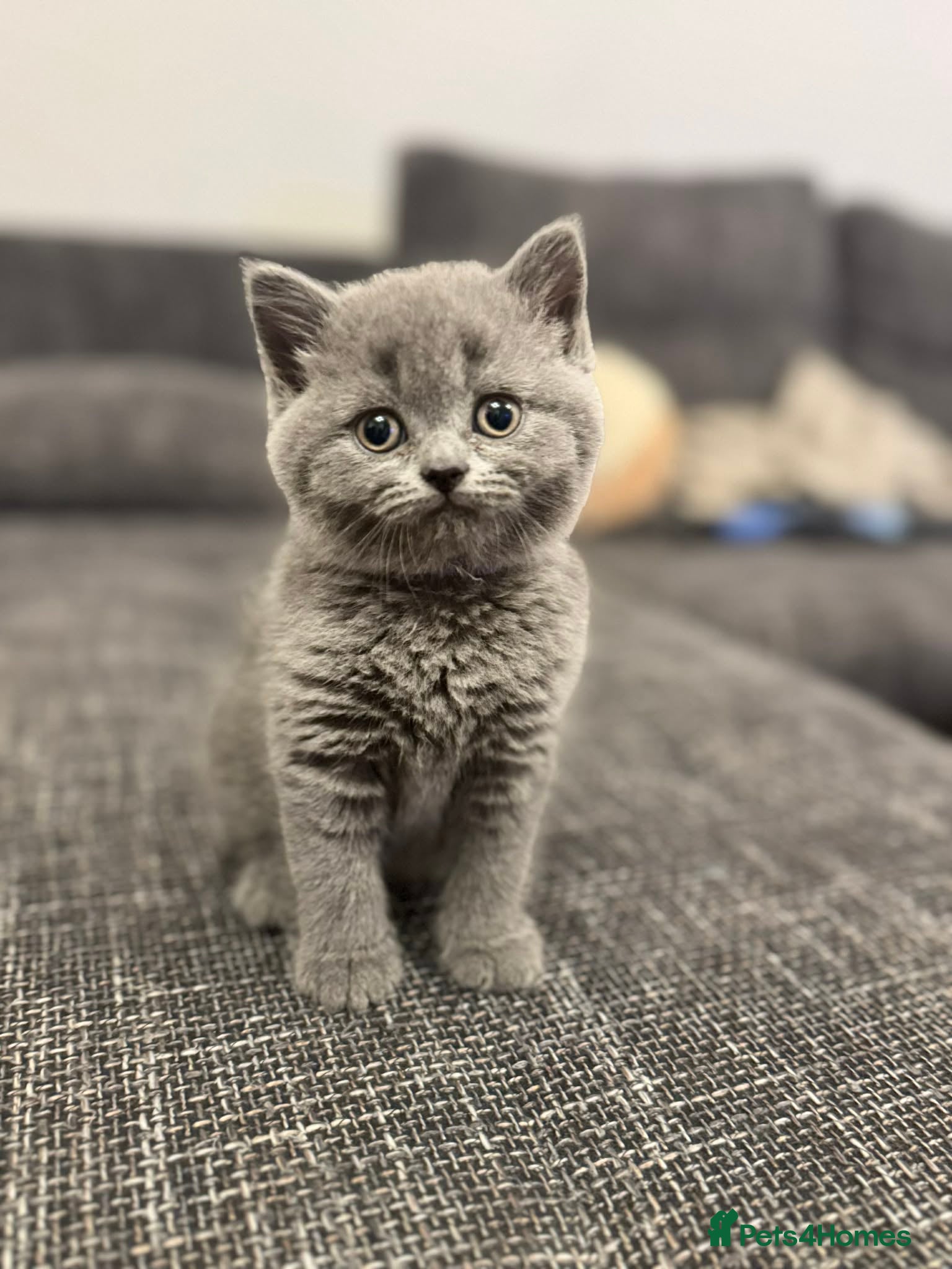 British Shorthair cats 🐾 Beautiful 7 British Shorthair Kittens 🐾  - Advert 2