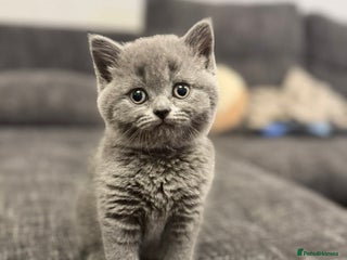 British Shorthair cats 🐾 Beautiful 7 British Shorthair Kittens 🐾 - Advert 8