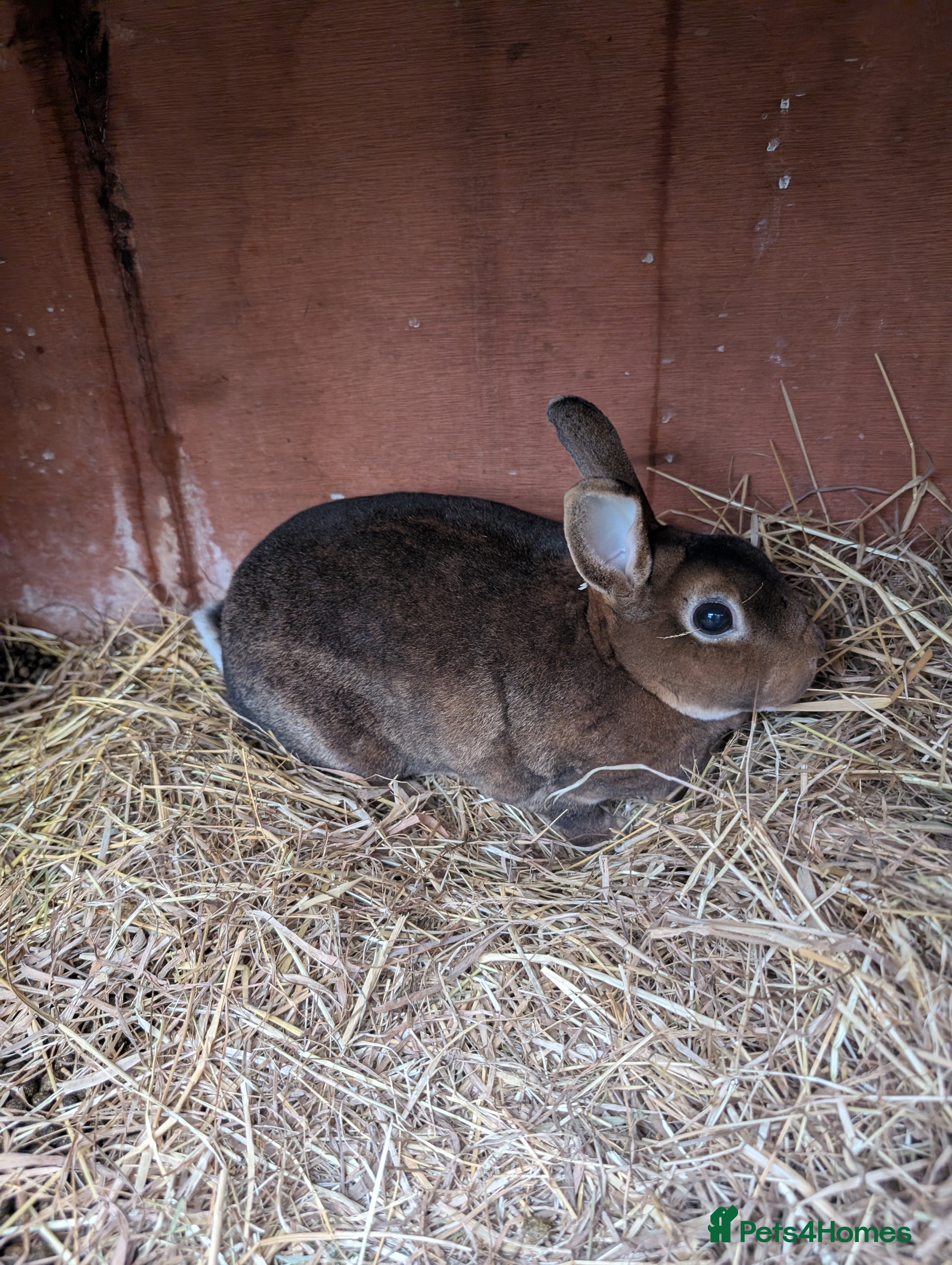 Rex rabbits Mini rex doe - Advert 16